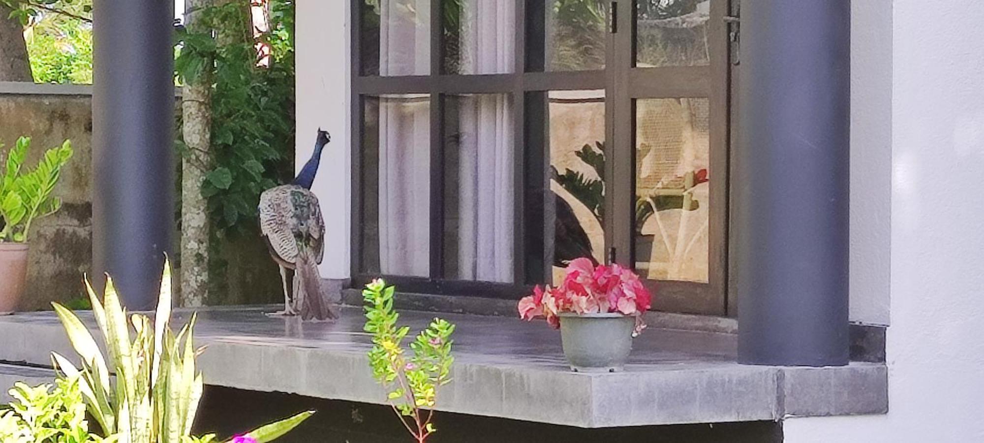 Mango Tree Villa Bentota Ngoại thất bức ảnh